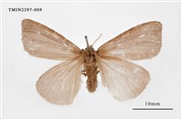 藏品(橙褐毒蛾)的圖片